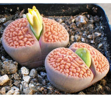 Lithops Seeds for low-maintenance growers