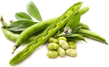 Bean Seeds for home growers seeking a reliable harvest
