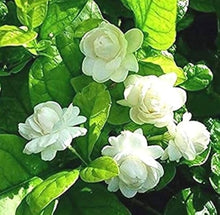 Jasmine Flower Seeds  Fragrant Blooming Garden Plant for Home Gardening