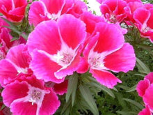 Godetia Dwarf Mix Seeds (Clarkia amoena) for growers filling out the home garden flower bed