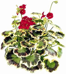 Geranium Seeds for reliable seasonal color