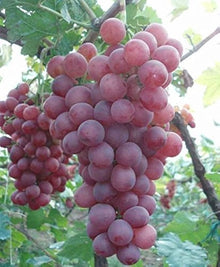 Grape Vitis Vinifera fruit Seeds for a homegrown harvest from the backyard gardening and home vineyard setups