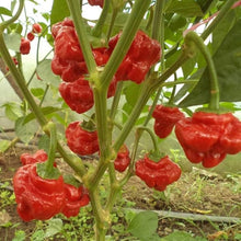 Jamaican Chilli Pepper Plants + Seeds for home growers seeking a reliable harvest