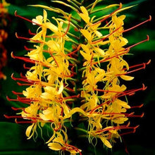 Kahili Ginger Lily Plants (Hedychium gardnerianum) for reliable seasonal color