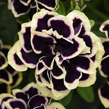 Black Petunia Seeds for reliable seasonal color