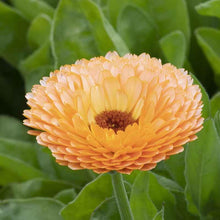 Rosa Surprise Seeds (Calendula officinalis) for seasonal color across the Herbal Cut Flower Garden