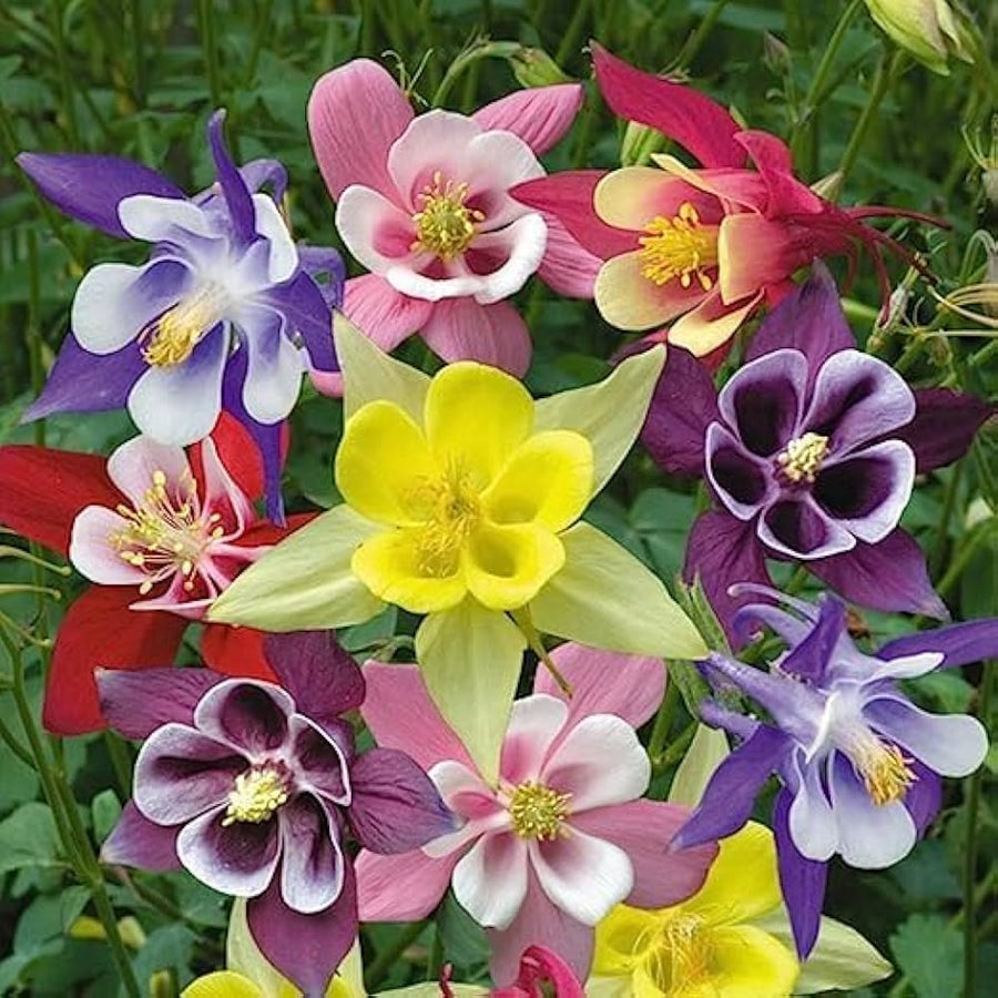 Aquilegia Iceberg seeds for planting – perennial flowering plant seeds with white bell-shaped blooms, suitable for gardens, borders, and container gardening