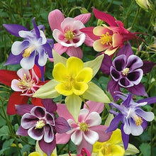 Plant Seeds (Louisiana columbine) for colorful blooms in the home gardens