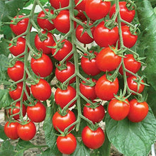 Organic Sweet Succulent Campari Tomato Seeds (Solanum lycopersicum) for a productive addition to the vegetable patch