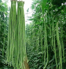 Brown Tohono O'odham Tepary Bean Heirloom Seeds for growers stocking a kitchen garden