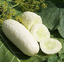 Cucumber Seeds for growers stocking a kitchen garden
