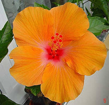 Hibiscus Hibiscus Rosa-Sinensis Orange Seeds for sweet homegrown fruit in the Tropical Home Balcony