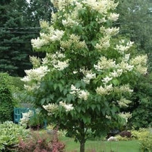 Japanischer Baum Flieder Syringa Reticulata Samen Seeds for growers seeking a long-blooming display