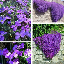Irish Musk Plants for a bright addition to the Aromatic Garden or Groundcover