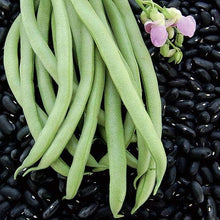 Black Valentine Bean Seeds for growers stocking the Vegetable Gardens