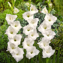 White Gladiolus Seeds for a colorful addition to any planting
