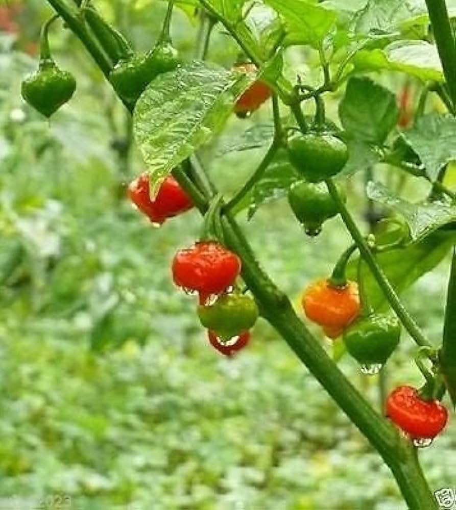 Australian Lantern red peppers from heirloom seeds with lantern-like shape and deep crimson skin