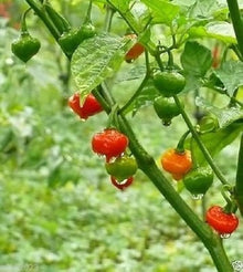 Australian Lantern red peppers from heirloom seeds with lantern-like shape and deep crimson skin