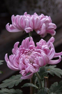 Chrysanthemum Seeds for growers seeking a long-blooming display