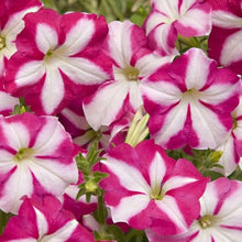 Petunia Seeds for growers seeking a long-blooming display