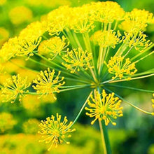 Yellow Dill Plants for a fragrant addition to the herb patch