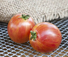 Bio Pink Bumble Bee Tomato Seeds for growers stocking a kitchen garden