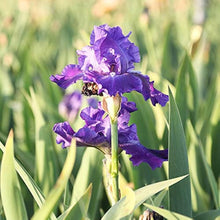 Iris Seeds (Iris germanica) for a lasting display in the Perennial Flower Border