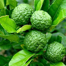 Leech Lime Seeds (Citrus aurantiifolia) for growers planting the Tropical Garden