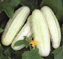 White cucumber Seeds (Cucumis sativus) for a reliable harvest in the balcony pots or raised beds