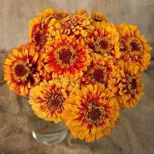 Macarenia Macarenia Clavijera Seeds grown for tropical Seasonal Displays
