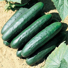 Raider Hybrid Cucumber seeds
