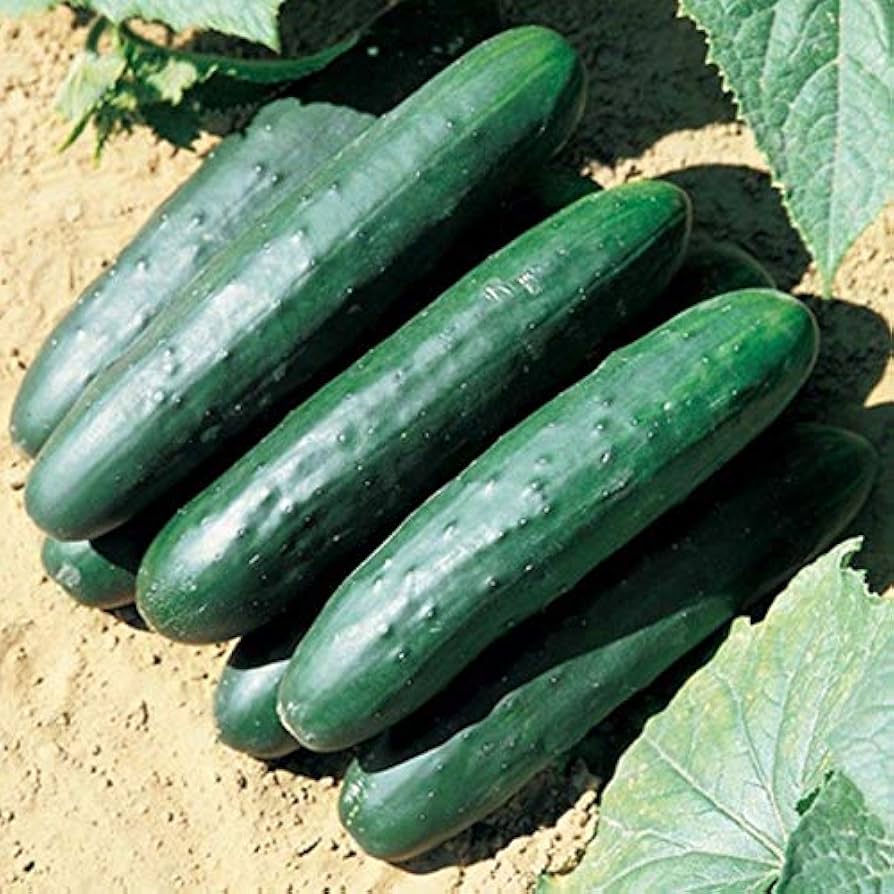 Raider Hybrid Cucumber seeds