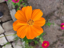 Cosmos Orange Sunshine Seeds for growers planting the flower bed