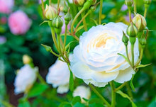 White Rose Seeds for a bright addition to the Rare Home Garden Balcony Flowers