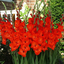 Gladiolus Flower for Planting in Red Garden Seeds for growers filling out the Red Garden