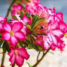 Desert Rose Adenium Obesum Bright Pink Seeds for a bright addition to the Indoor Balcony Garden