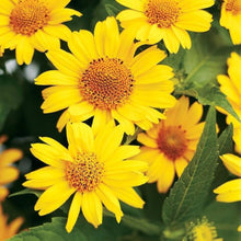 Heliopsis False Sunflower Perennial Seeds for colorful blooms in the Bright Yellow Blooms in Your Garden