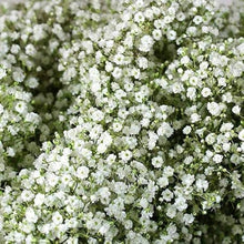 Happy Farm Gypsophila Sky Stars Seeds for colorful blooms in the Home Garden & Landscaping, Perennial Flowers