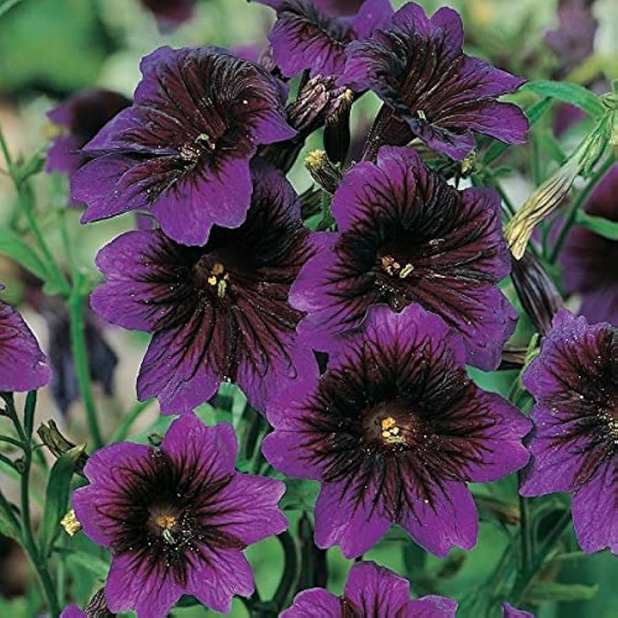 Painted Tongue ��������� Salpiglossis sinuata ��������� for planting in ornamental flower beds