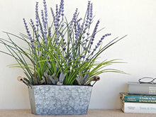Lavender Lavandula X Intermedia French Provence Flower Seeds for Planting – Fragrant Herb for Borders and Pollinator Gardens