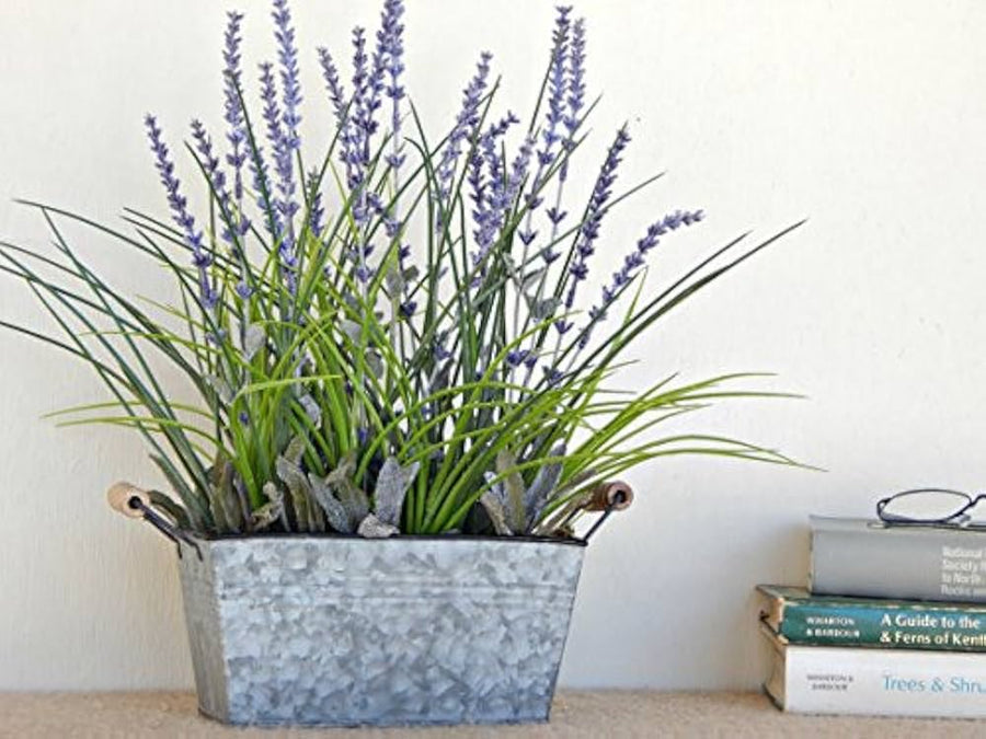 Lavender Lavandula X Intermedia French Provence Flower Seeds for Planting – Fragrant Herb for Borders and Pollinator Gardens