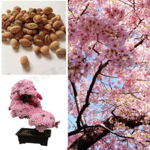 Japanese Sakura Prunus Serrulata Seeds for a lasting display in the Flower Bed & Urban Garden