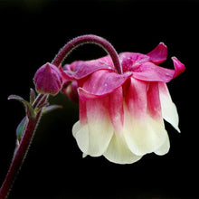Aquilegia Seeds for gardeners building out beds and borders