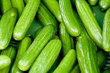 Everbearing Cucumber SMR58 Seeds for a fresh homegrown crop from the Continuous Harvesting in the Garden