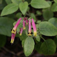 Cuphea Ignea Rose Seeds for seasonal color across the Flower Bed