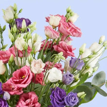 Lisianthus Eustoma Grandiflorum Black Pearl Seeds prized for ornamental Indoor Displays