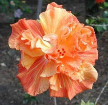 Double Orange Yellow Hibiscus Seeds (Hibiscus rosa-sinensis) for growers planting the Tropical Garden Planting