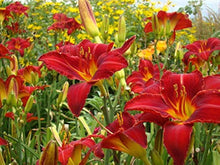 Daylily Hemerocallis Mix Seeds for a colorful addition to any planting