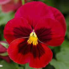 Miniola Aqua-Herz Bi-Color Viola Perennial Seeds for growers filling out the Colorful Garden Blooms