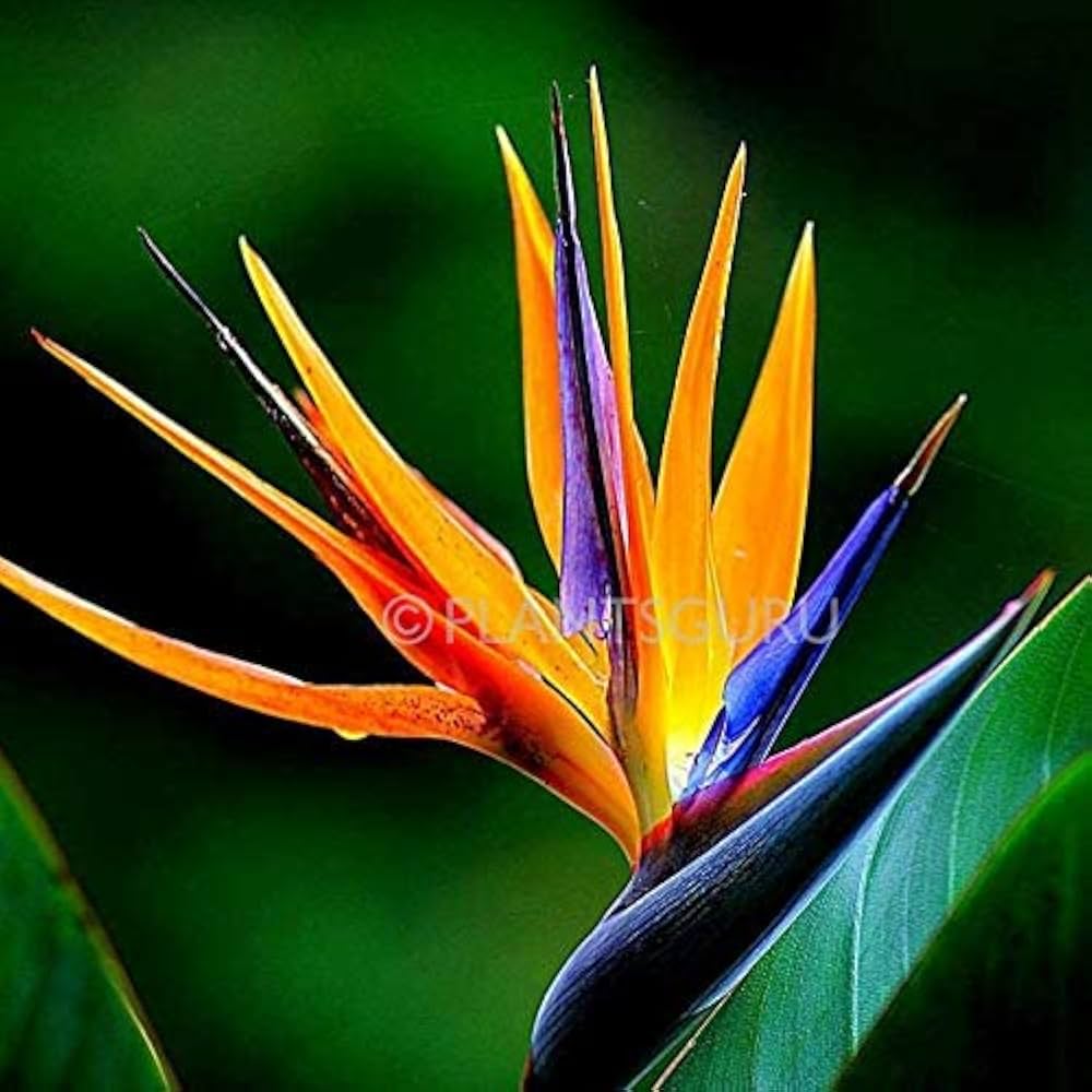 Aloe Vera Rare Pink Flower Fragrant Plant - for planting in home garden